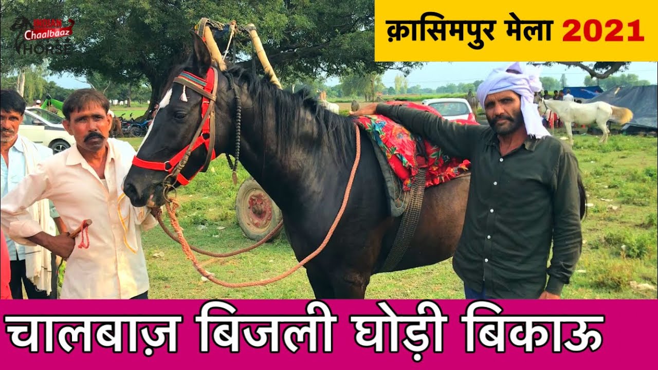 मेला में पहुँची चालबाज़ बिजली घोड़ी ( Kasimpur मेला 2021 Budaun उत्तर प्रदेश)
