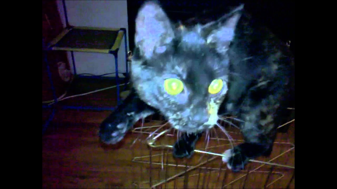 Lola says no pictures.wmv