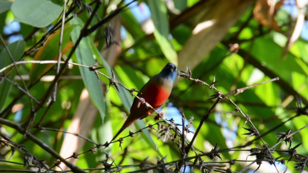 Pin tailed Parrotfinch feeding