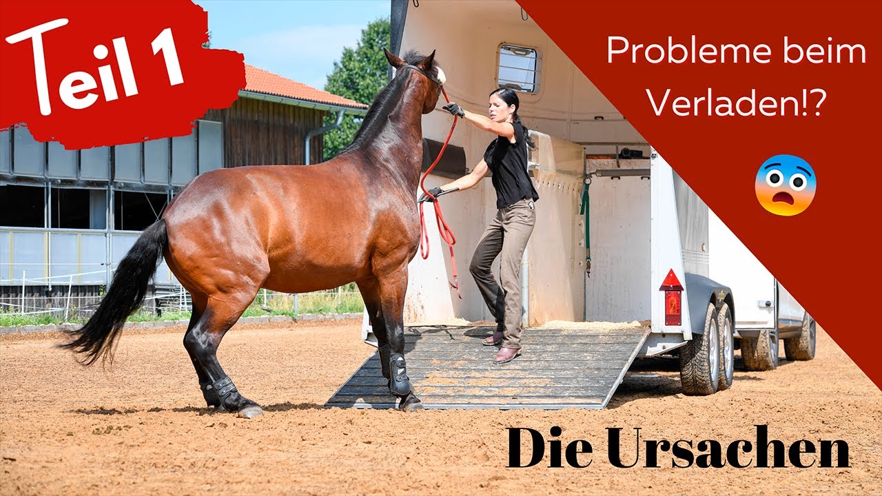 🐴 Pferde sicher und entspannt verladen! Teil 1 meiner Gratis-Verlade-Lehrvideo-Reihe 💪🐴😍