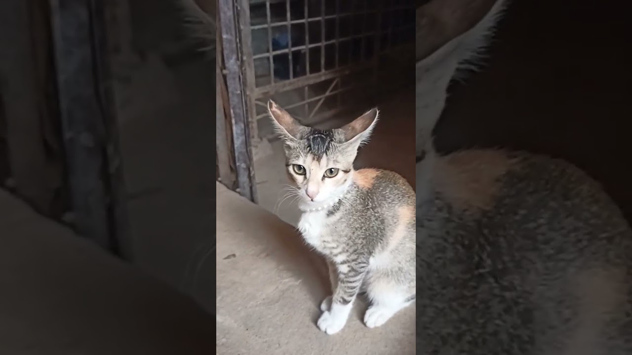 How to tame a stray cat