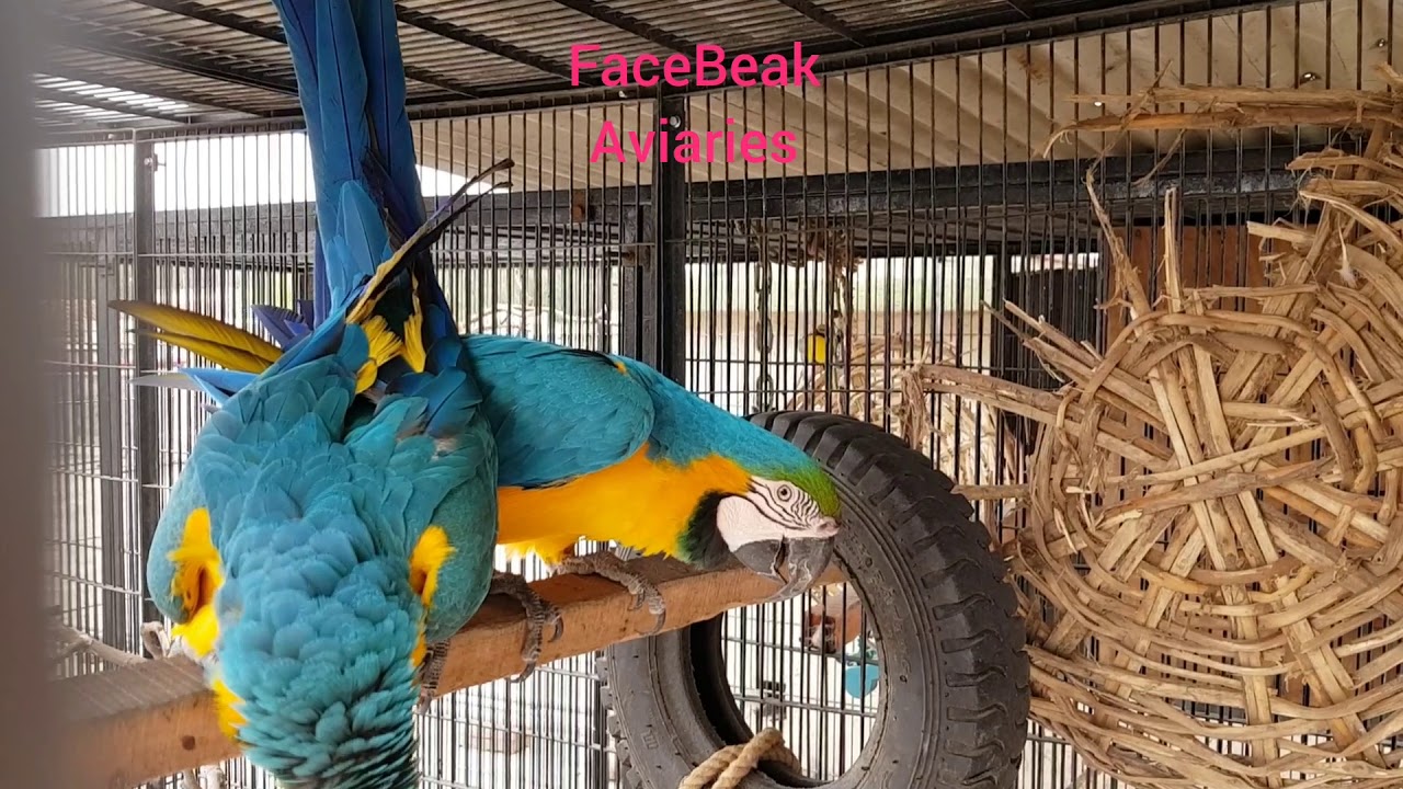 Blue & Gold Macaws mating
