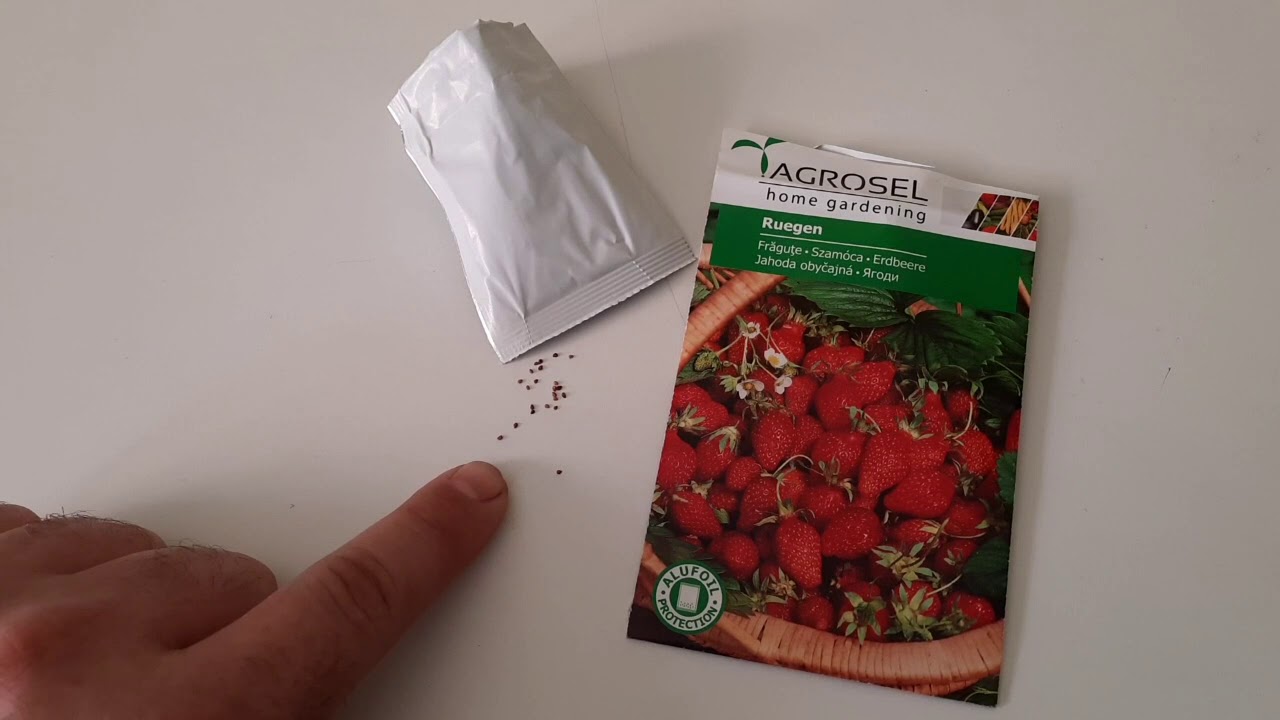 Szamóca avagy eper vetése magról
