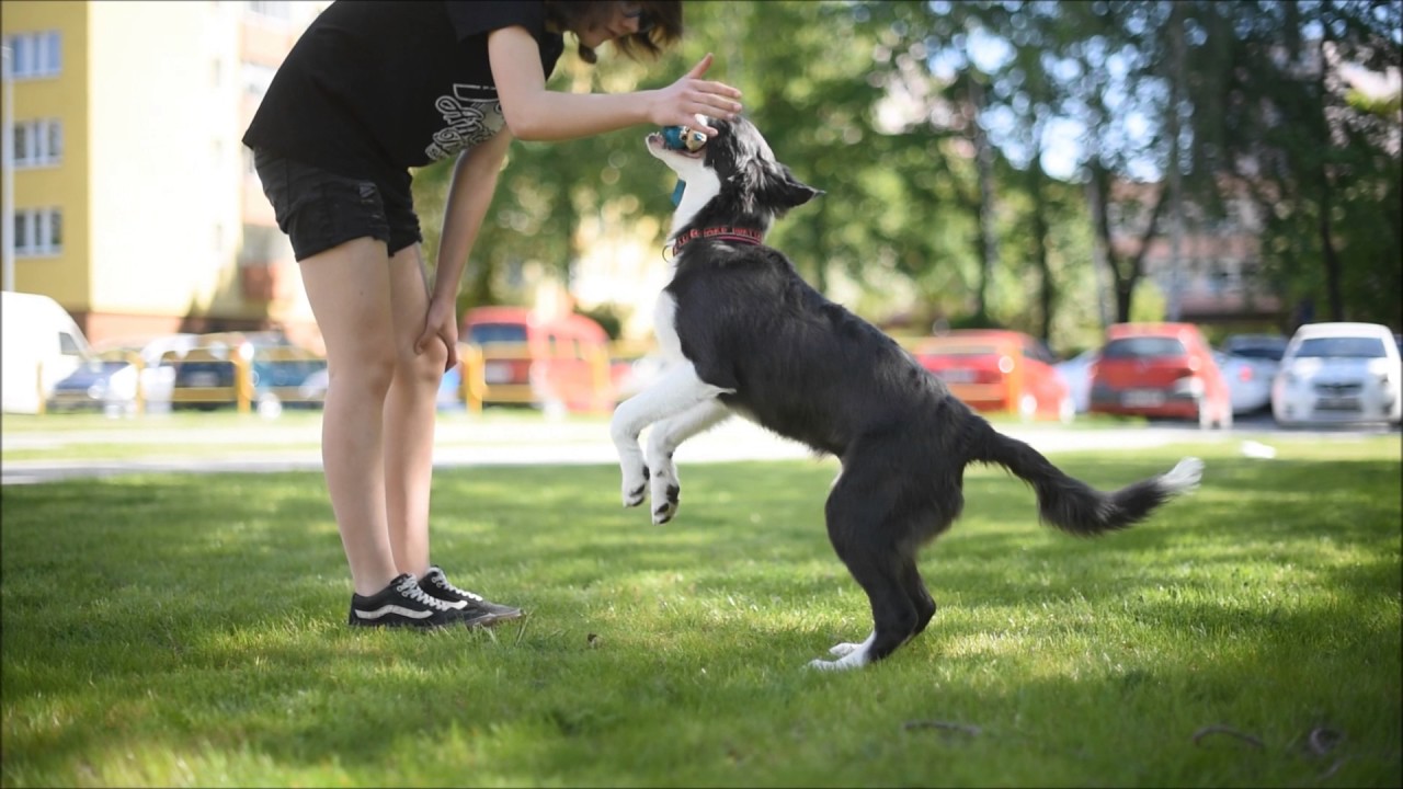 Thor - border collie [5 months] '♥
