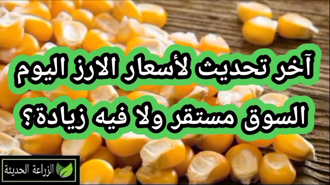 اسعار الارز الشعير اليوم 🧾 تقرير يومي بأسعار المحاصيل الزراعية للمزارعين والتجار