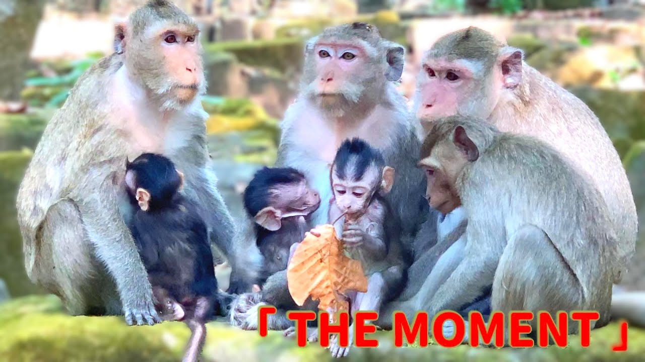 Monkey Family #monkey
