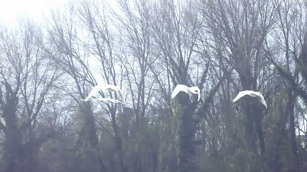 Cigni in volo