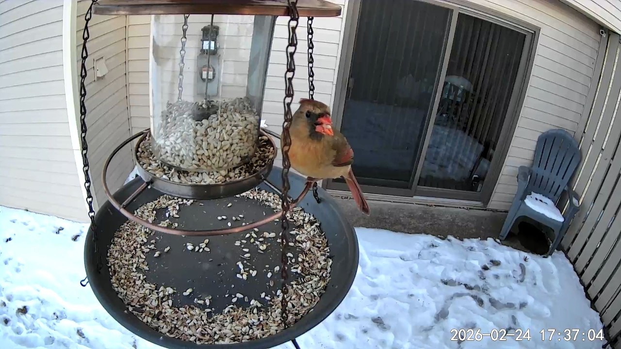 2026/02/24 - A female Northern Cardinal shows how much she likes safflower seed and pigs out
