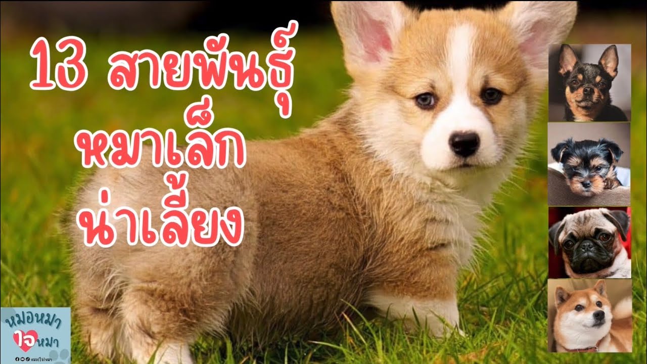 13 สายพันธุ์หมาเล็ก น่าเลี้ยง กับนิสัยที่ต่างกัน (พร้อมราคาค่าตัว!!)