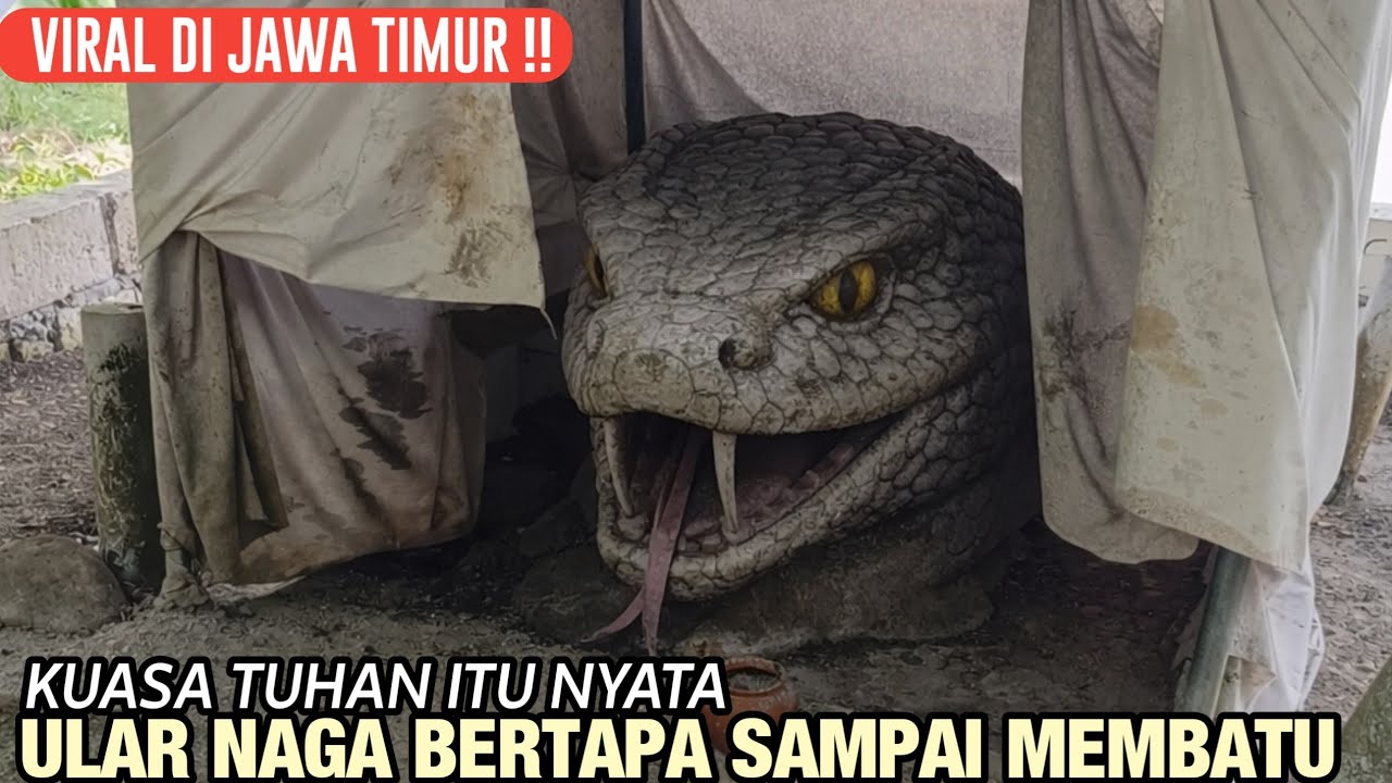 Viral !! Ular Bertapa Menjadi Batu Di Pinggir Jalan Hutan Jawa Timur!