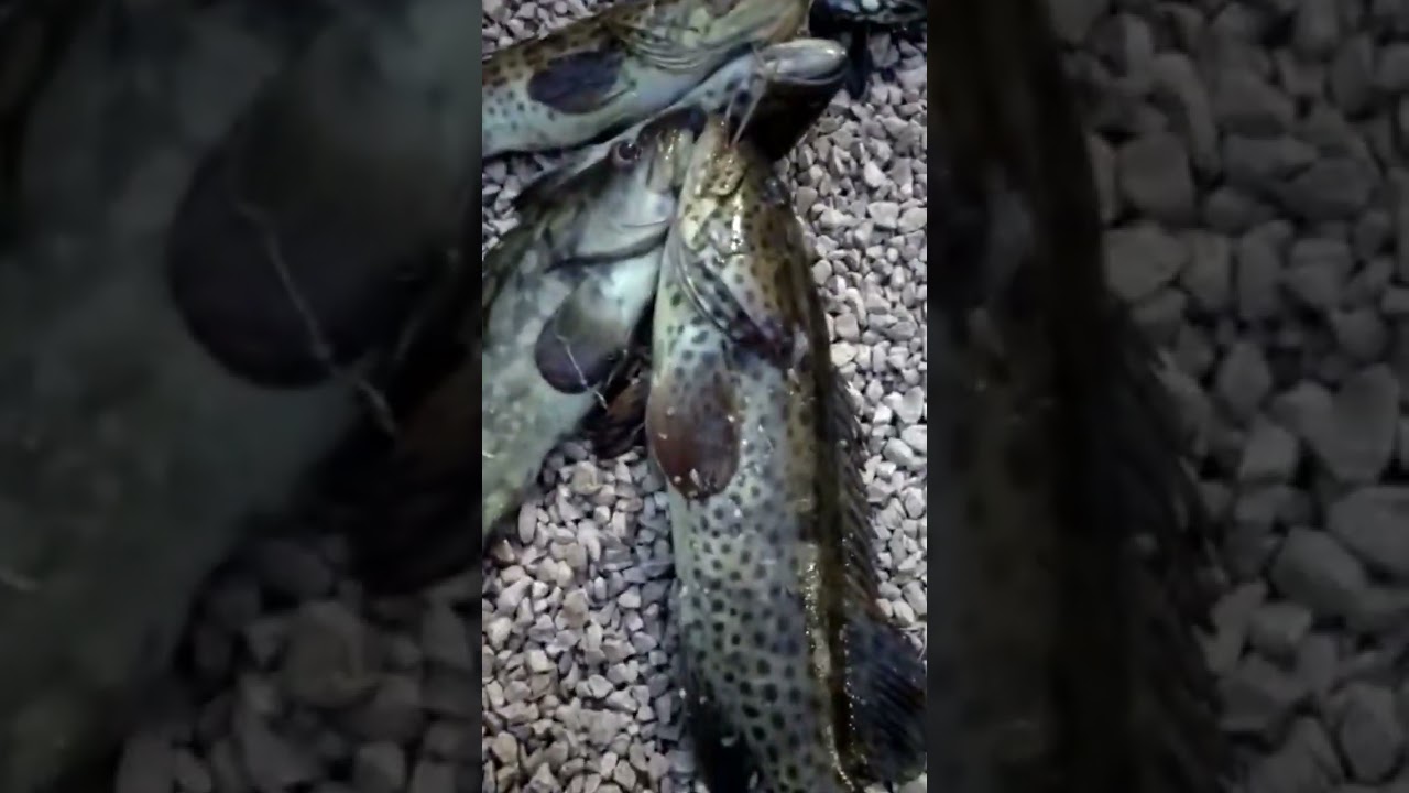 Minnow Super killer