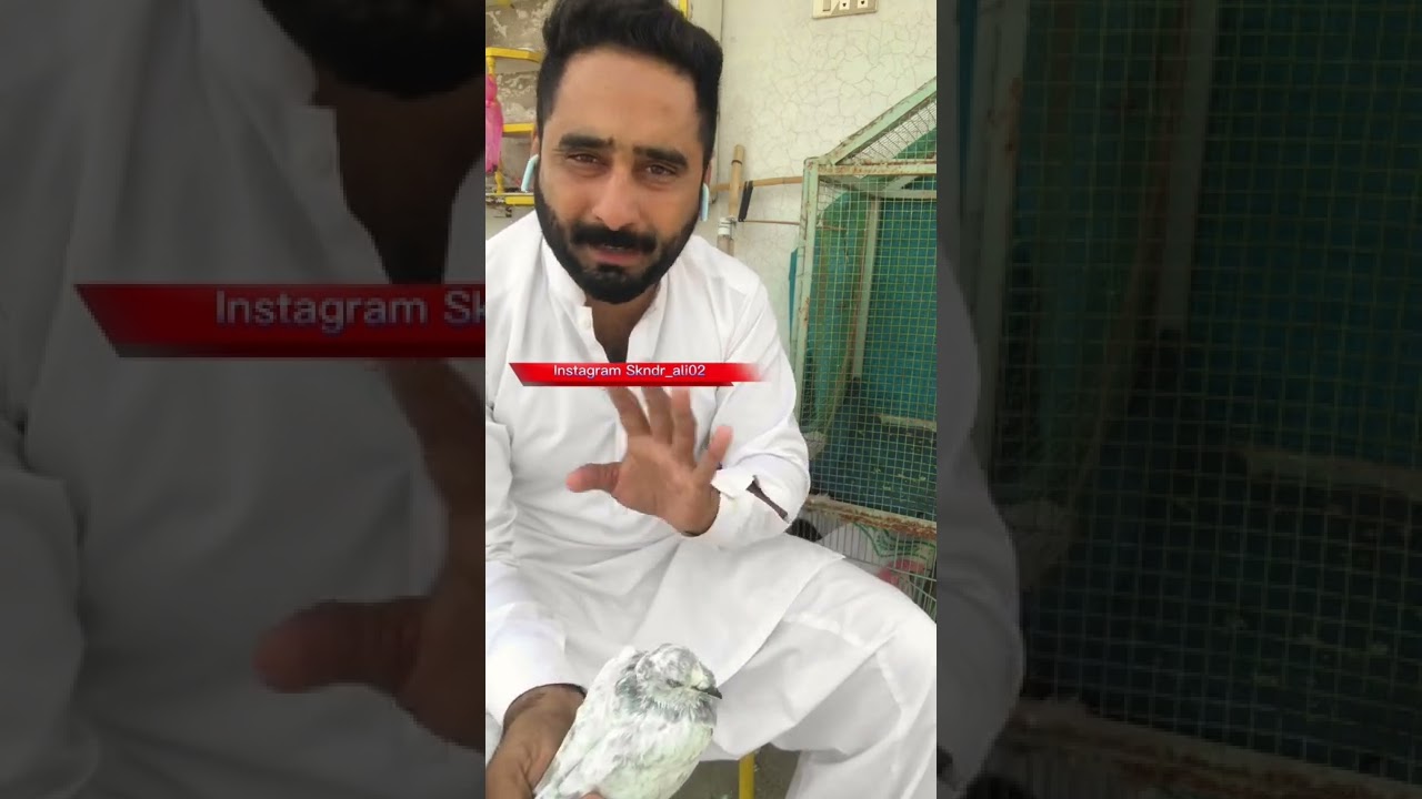 کبوتر کی پوٹ بند ہو جاۓ پیچس لگ جائیں اس کا علاج۔ #birdslover #birdscare #kaboterbazi