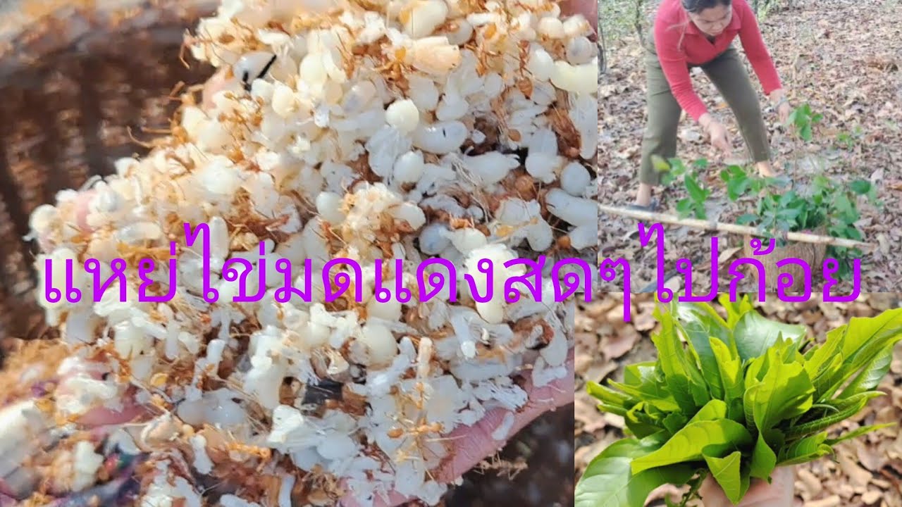 แหย่ไข่มดแดงอาหารตามละดูการ