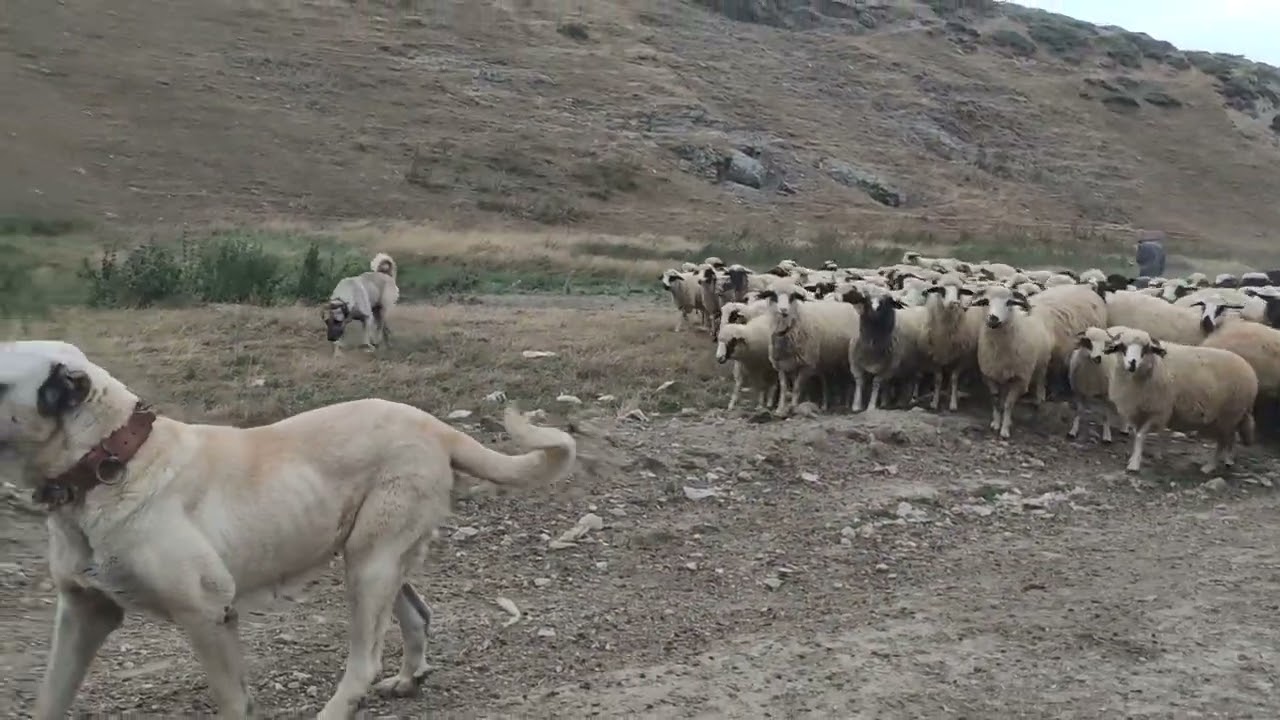 SEZON SONU SÜRUMUZUN BİRİ YOLA CİKDİ  BOGALİ YAYLASİ
