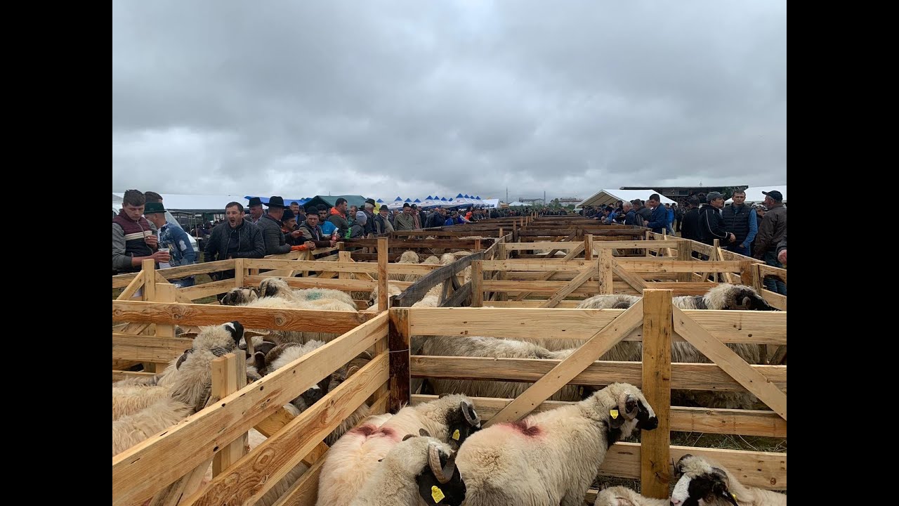 Targ Expozitional de Berbeci editia a IV-a 2021 Baia Mare