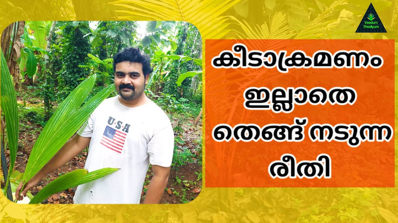 കീടാക്രമണം ഇല്ലാതെ തെങ്ങ് നടുന്ന രീതി | How to Plant a Coconut tree?