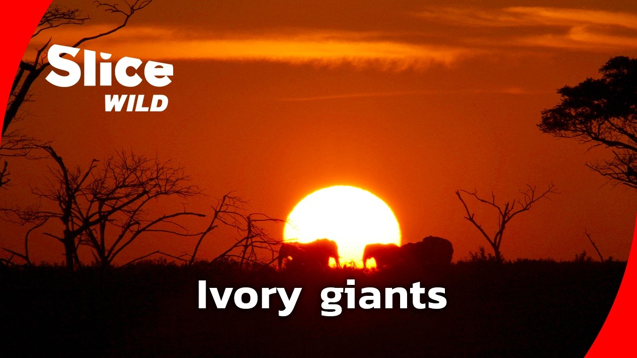 Where Africa’s biggest elephants still survive I FULL DOC | SLICE WILD