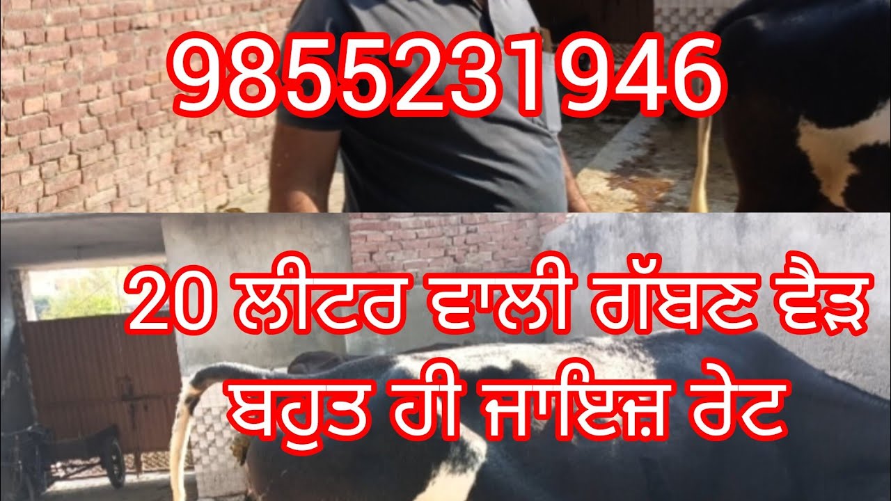 9855231946 ਬਹੁਤ ਹੀ ਜਾਇਜ਼ ਰੇਟ ਤੇ 20 ਲੀਟਰ ਵਾਲੀ ਗਾਂ 