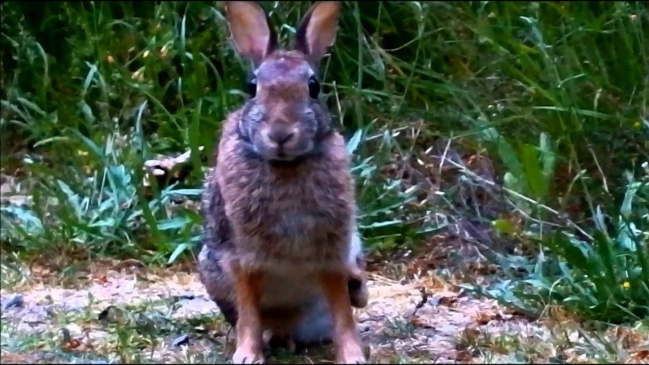 Peanut returns after 12 days & her injured leg is even shorter! (part 25)
