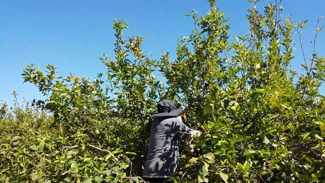 COMO PODAR UN ARBOL LIMONERO