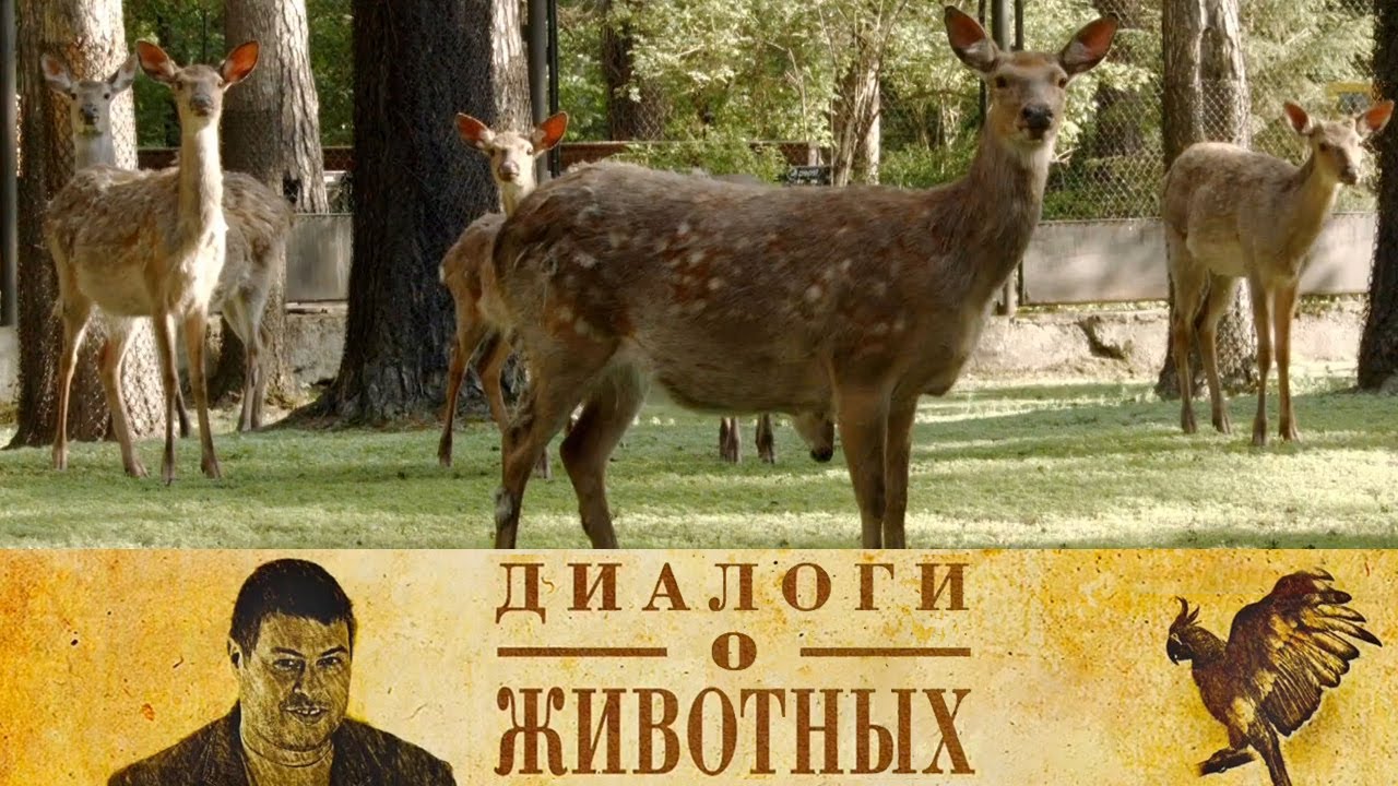 Новосибирский зоопарк. 7-я серия // Диалоги о животных @SMOTRIM_KULTURA