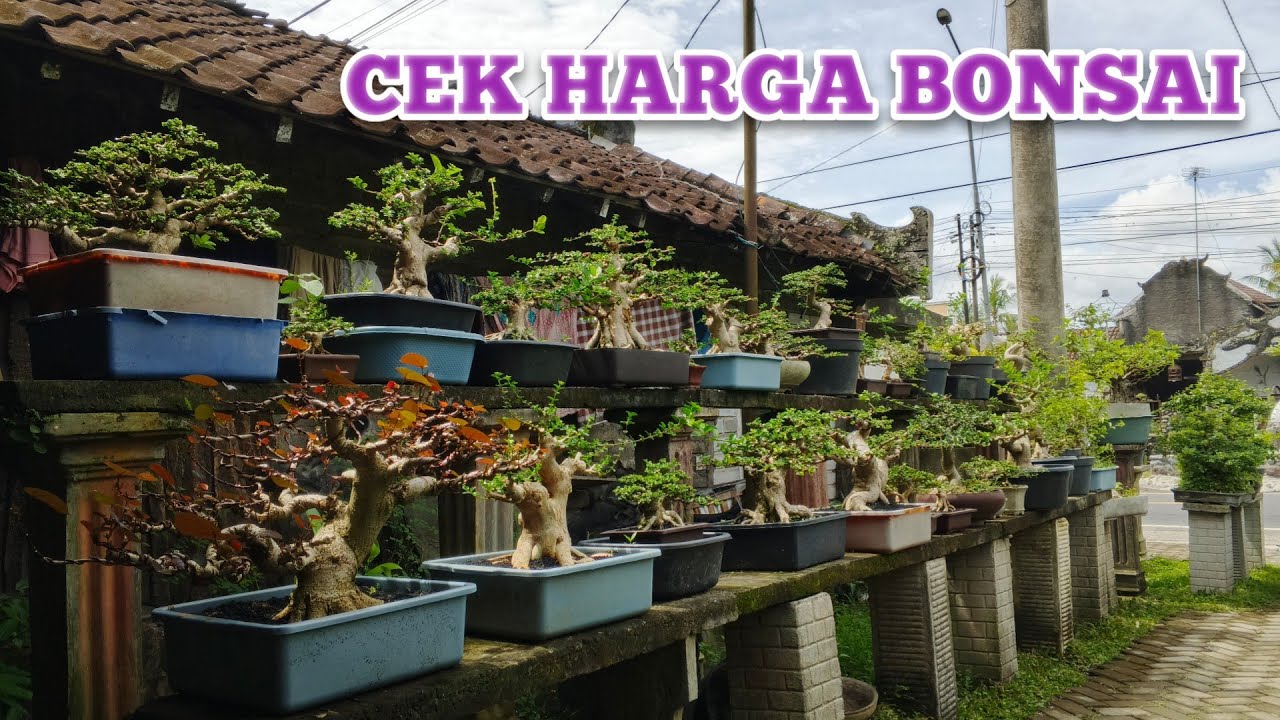 CEK HARGA BONSAI 085336075859