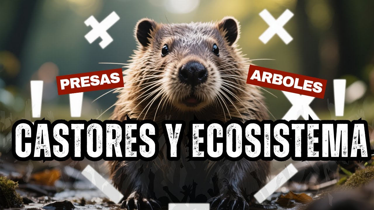 🦫El Increíble Poder de los Castores: ¡Arquitectos de la Naturaleza!🌿
