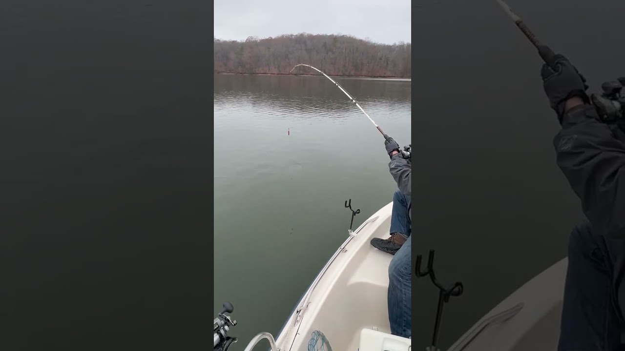 Striper Responds to Mini Thumper Pro!