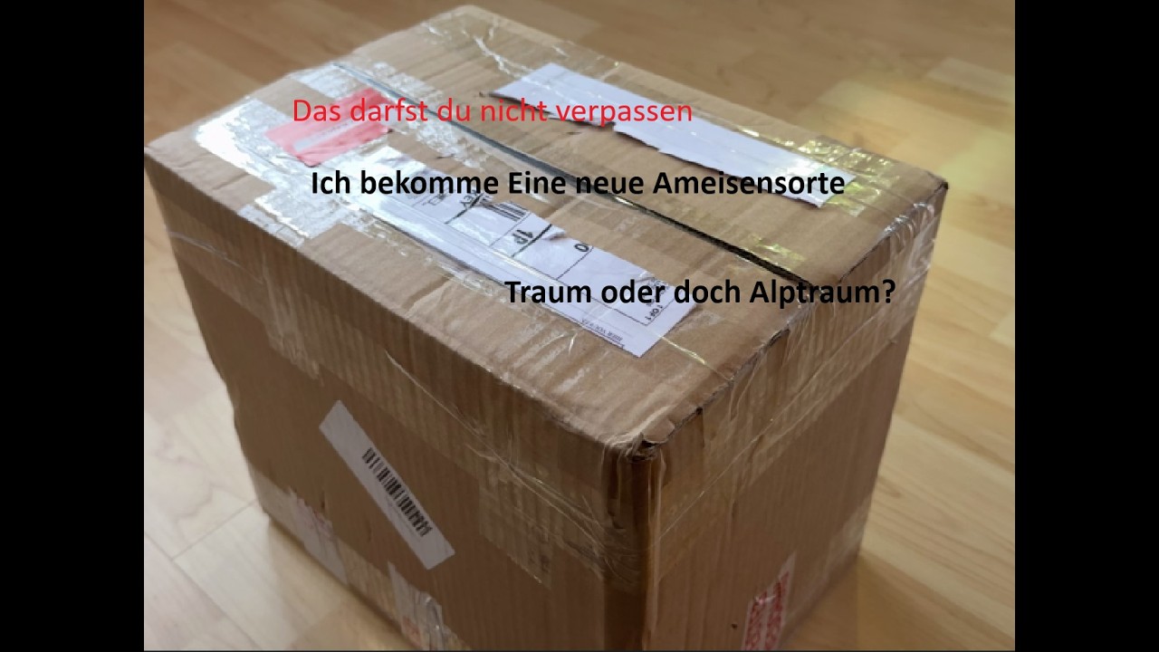 Eine neue Ameisensorte ein sechsjähriger Traum geht in Erfüllung