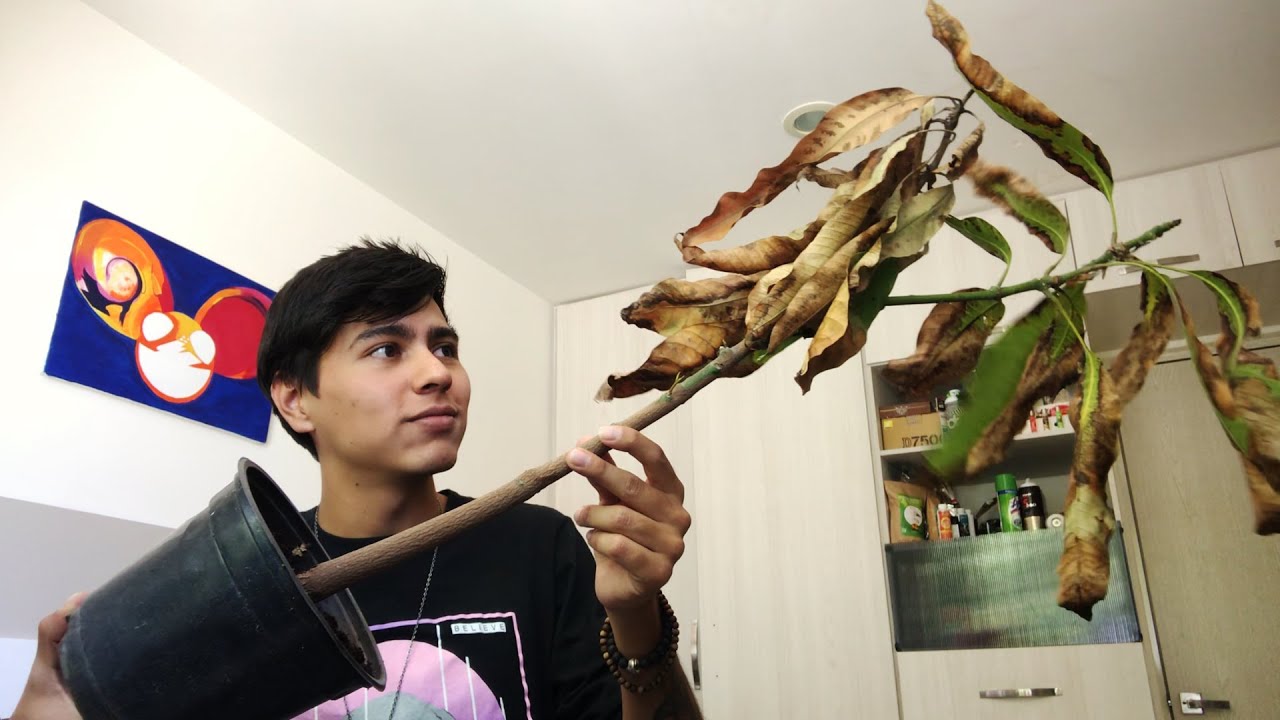 Cómo recuperar una planta dañada (Falta de Espacio)
