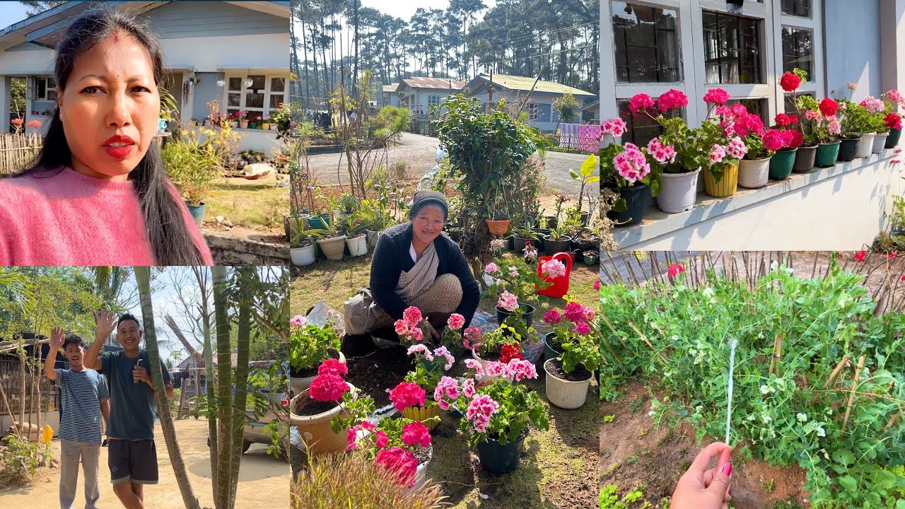 Finally aaj pahuch gyi Shillong waha ghar par🥰//Coco phir se gayeb🥺//Geranium care//Shillong vlog