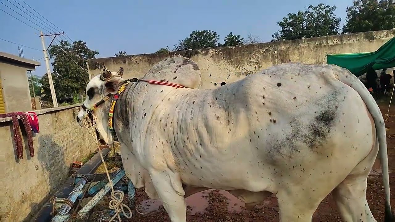 పుచ్చకాయల శేషాద్రి చౌదరి గారి న్యూ కేటగిరి గీత్తలు 💥బలరాం💥 భీష్మ 💥 ధర్మవరం లో 