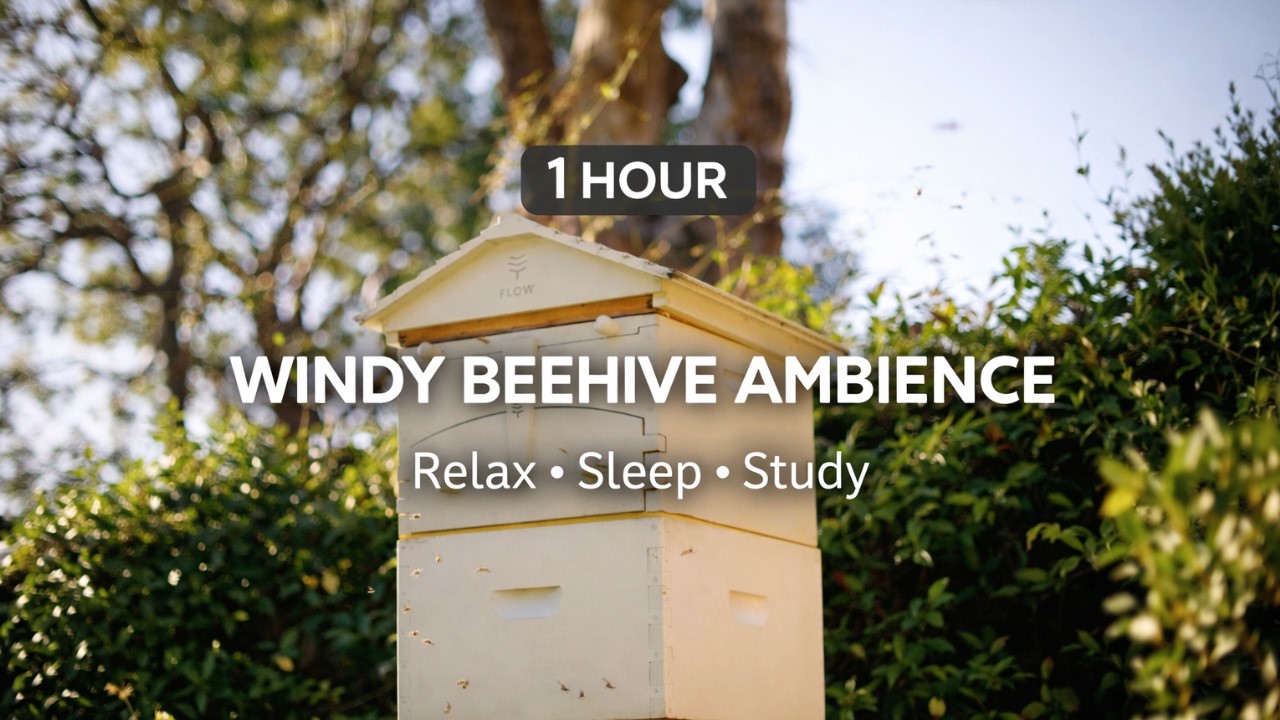 Suburban Bee-Hive Ambience || 1 Hour Relaxation, Meditation & Sleep Sounds