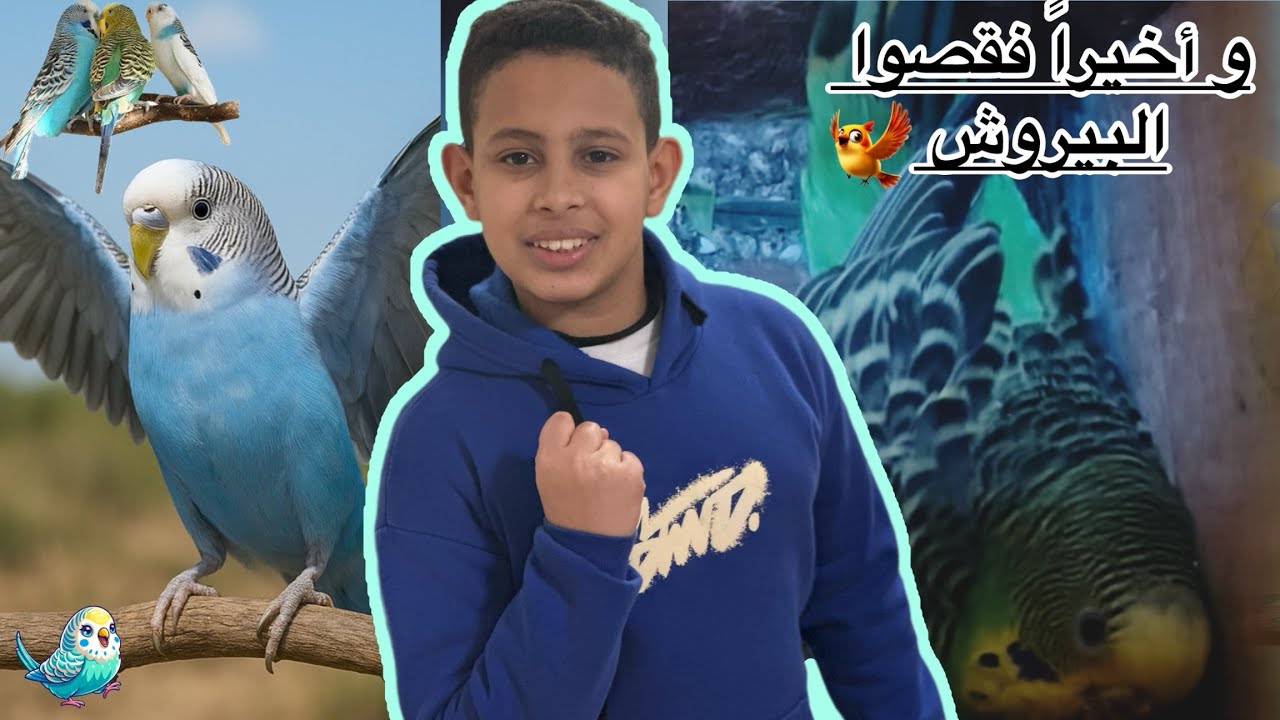 و أخيرا فقصوا البيروش تبارك الله 😍