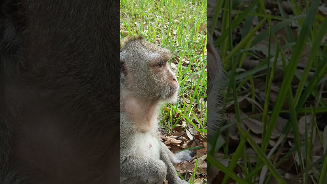 Comedy monkey,funny public monkey , feeeding poor public monkey