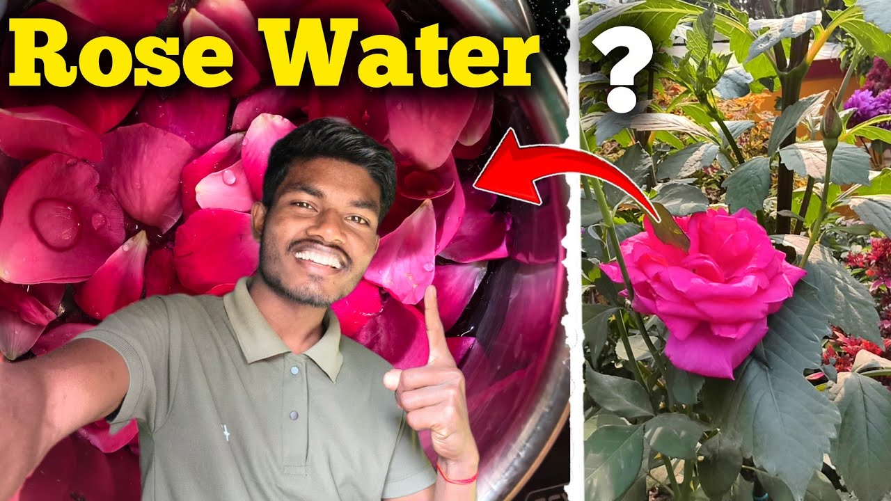 Rose Water 🌹 Kaisa Banaye Ghar Par 🏡//