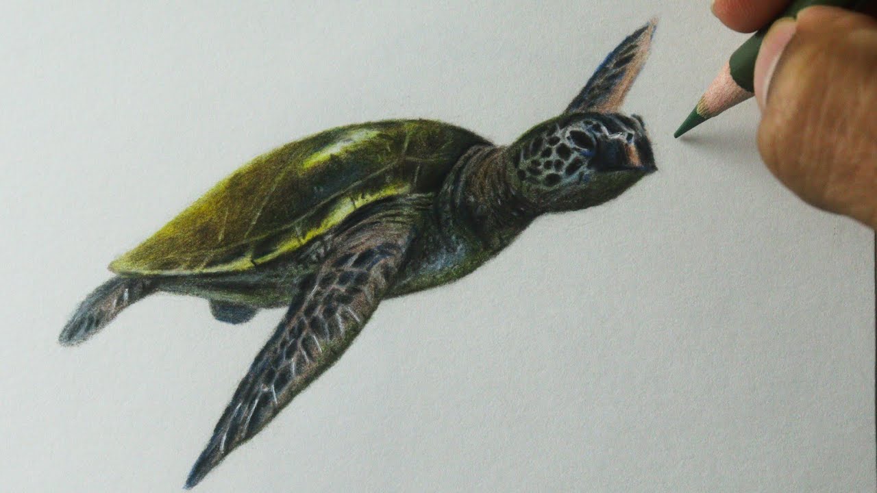 Como desenhar uma TARTARUGA verde