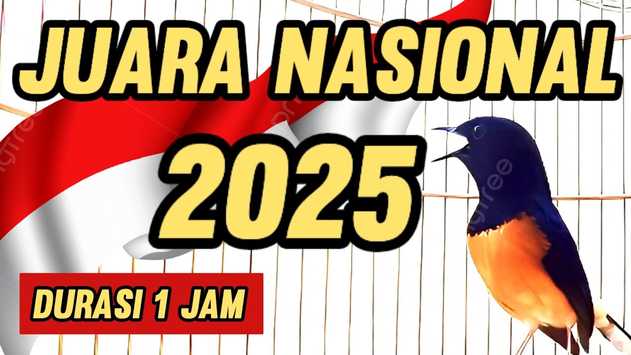 Masteran MURAI BATU JUARA NASIONAL 2025 Full Materi #juaranasional