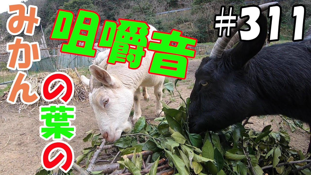 【ASMR】みかんの剪定枝食べまくるヤギ達！咀嚼音が心地いい  ＃３１１　おとぼけ山羊達に癒されて