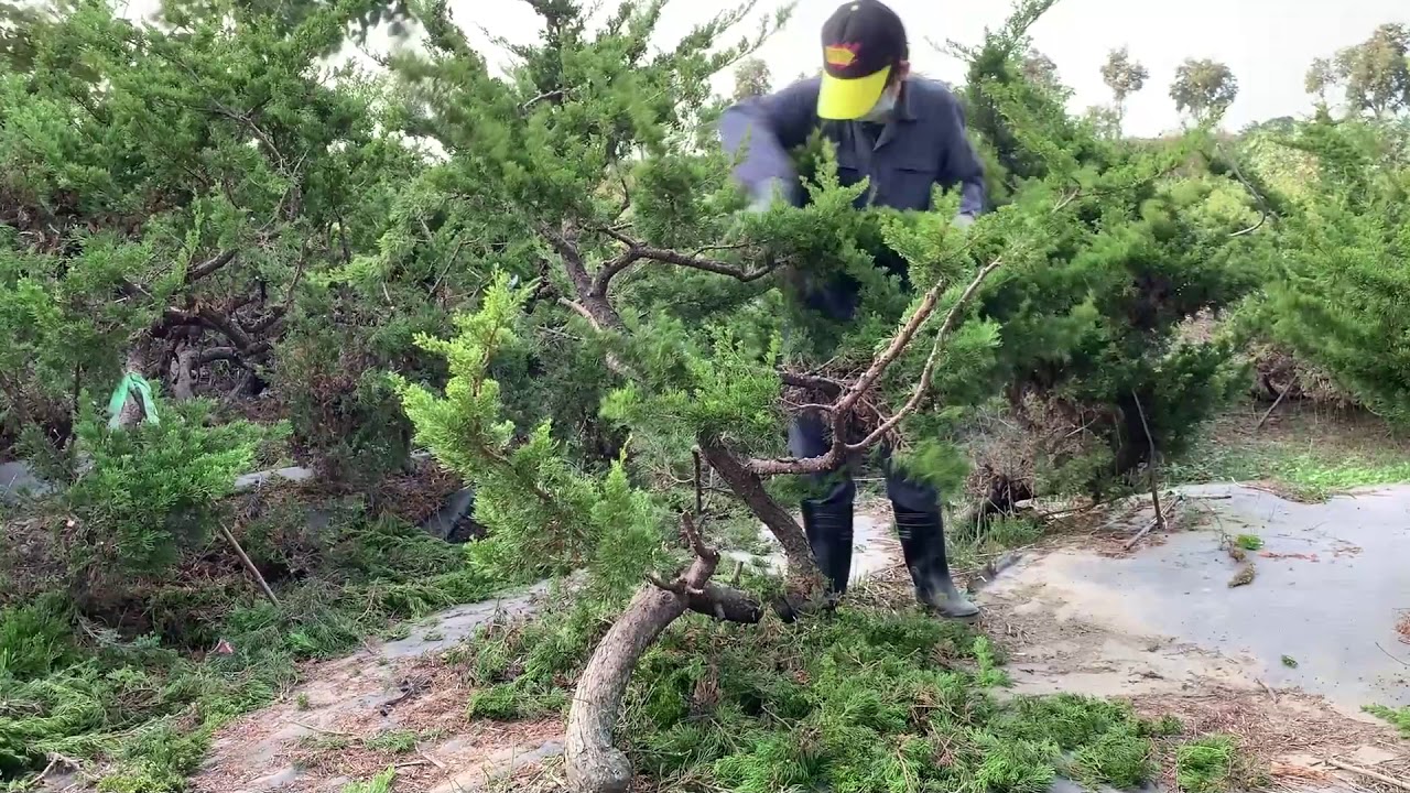 Juniper Pruning ４｜真柏修剪４