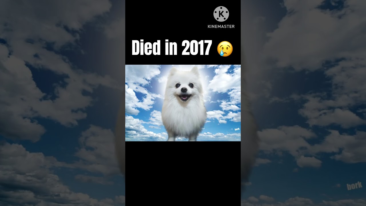 Famous cats and dogs that have died 😢 #HammyandOlivia #gabethedog #grumpycat #matthewwells