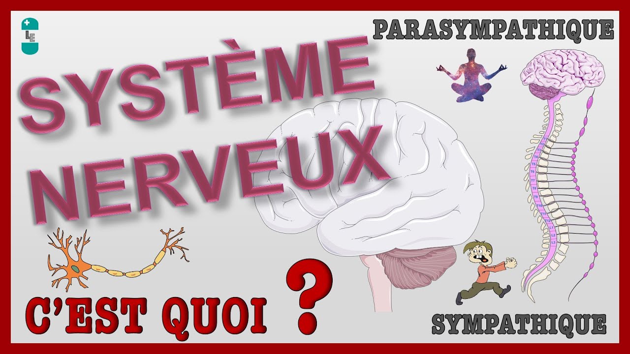 Qu'est ce que le Système Nerveux ? Systèmes SYMPATHIQUE et PARASYMPATHIQUE