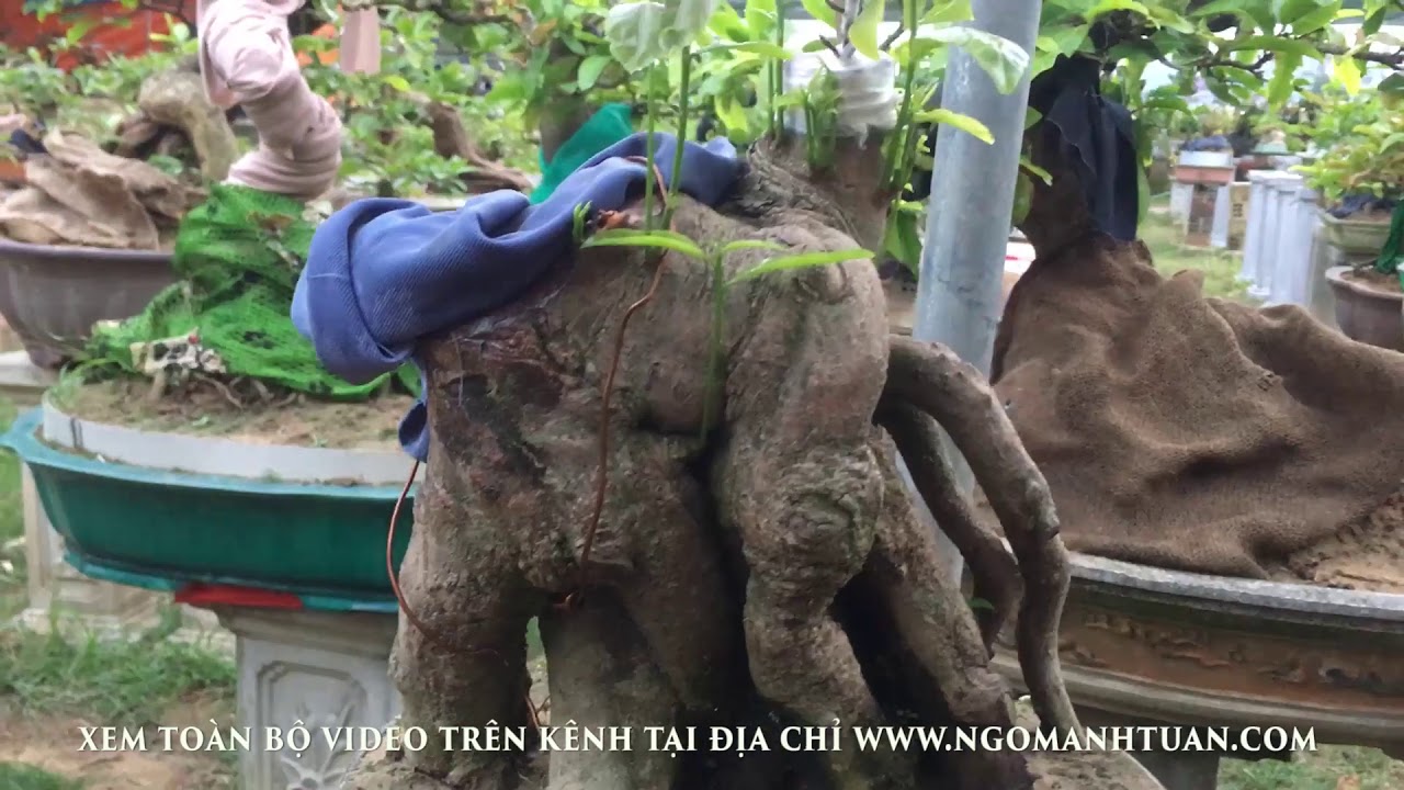 NGÔ MẠNH TUÂN : CÙNG ĐI THĂM VƯỜN MAI BONSAI NGUYÊN XUÂN HÀ AN NHƠN BÌNH ĐỊNH