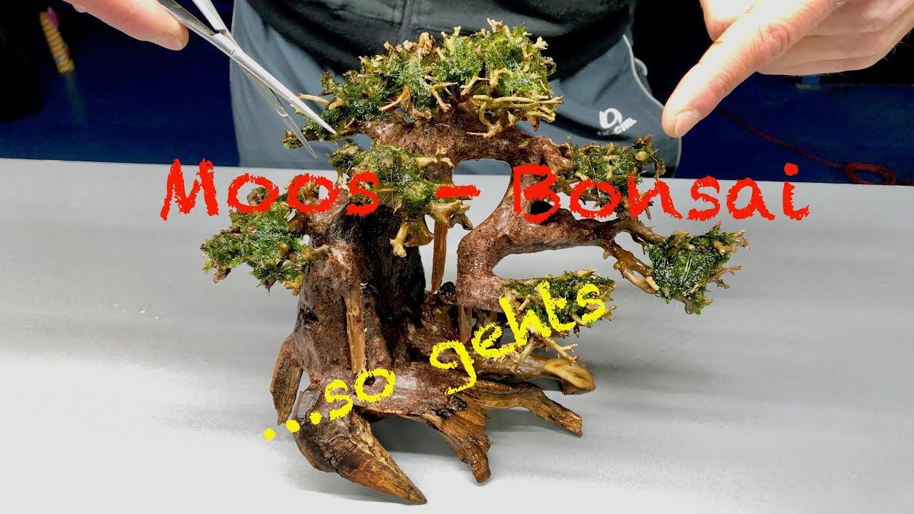 Ein Moos-Bonsai für das Aquarium - Profi Tipp