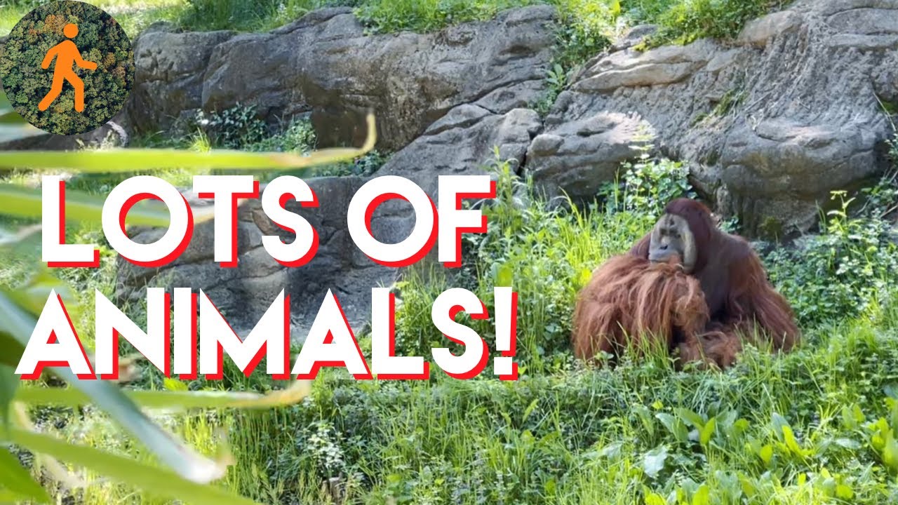 Me at the Zoo - Cincinnati Zoo! HD Walk w/ lots of animals -  meet Fiona the Hippo!