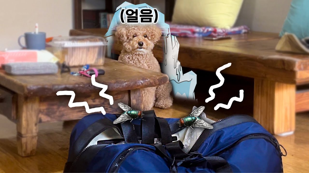 파리가 사료를 먹자 강아지가 한 행동ㅋㅋㅋ