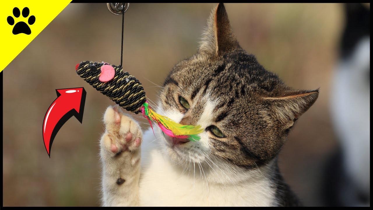 Fast JEDER macht diese Fehler beim Spielen mit Katzen ⚡️