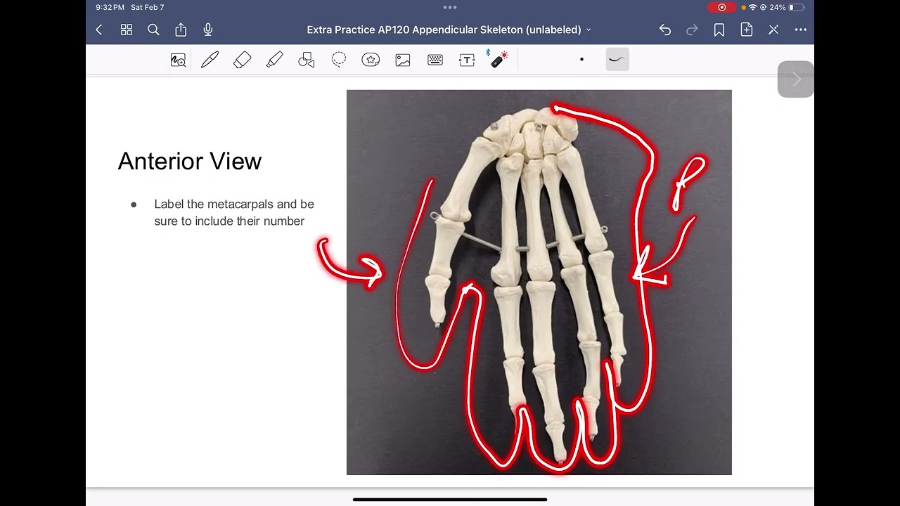 AP120 Appendicular Skeleton Review