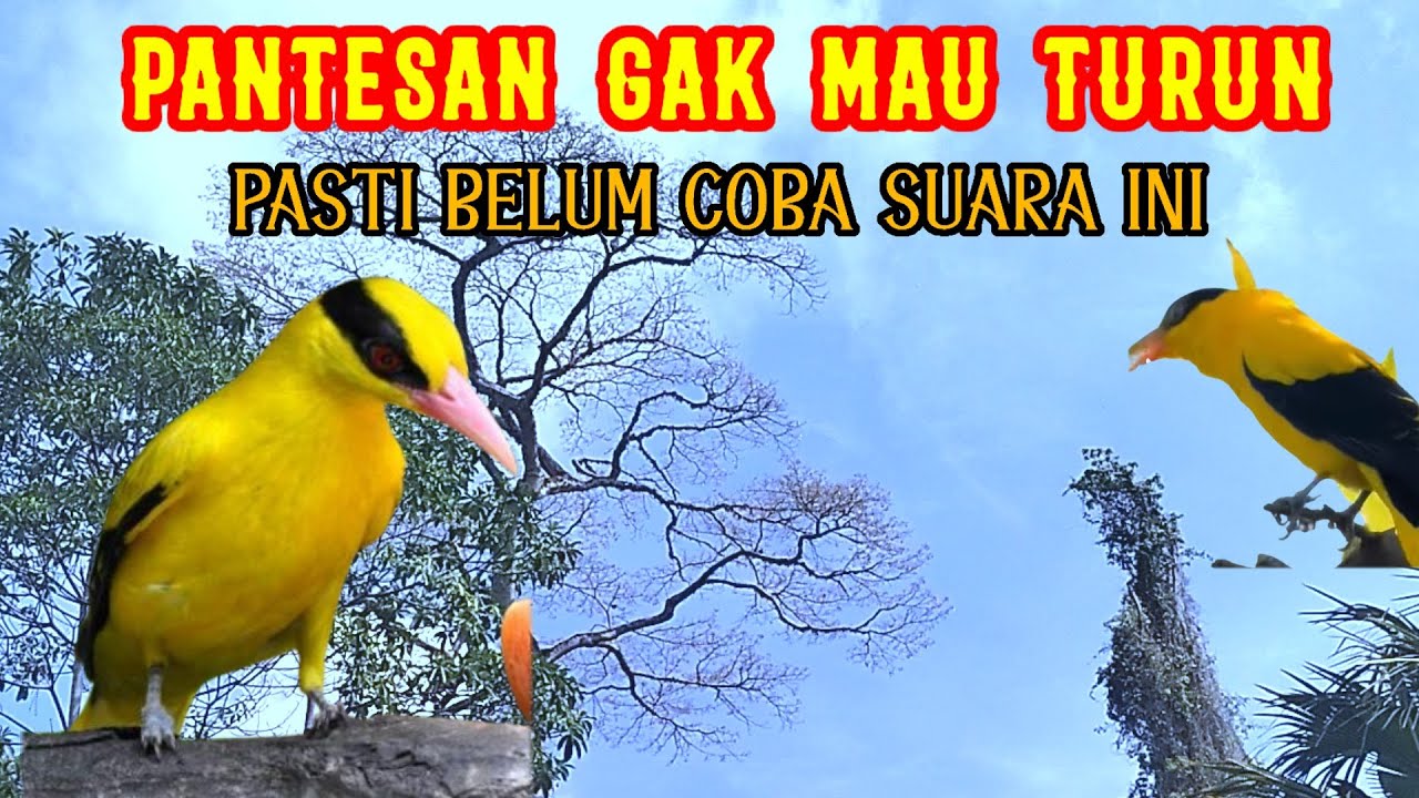 SUARA PIKAT KEPODANG RIBUT Ampuh Mengatasi Kepodang Susah Turun