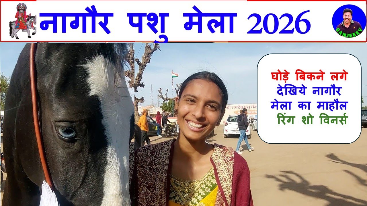 घोड़े बिकने लगे, नागौर मेला का माहौल , रिंग शो विनर्स Nagaur Pashu Mela 2026 - Horse Market Video